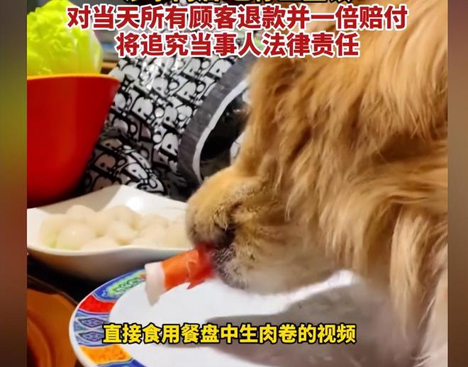 正脸曝光是惯犯逆天言论被扒还在旅游开元ky棋牌女子带狗上桌吃肉后续：(图2)