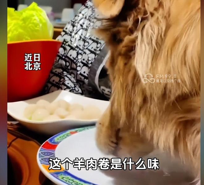 正脸曝光是惯犯逆天言论被扒还在旅游开元ky棋牌女子带狗上桌吃肉后续：(图13)