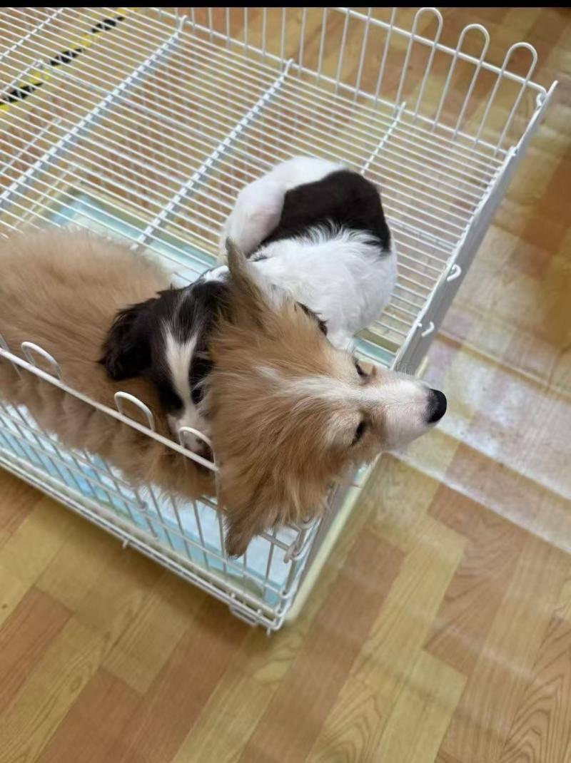 00亿大关 90后是养宠主力军｜数据看板开元棋牌2025年宠物消费市场规模破31