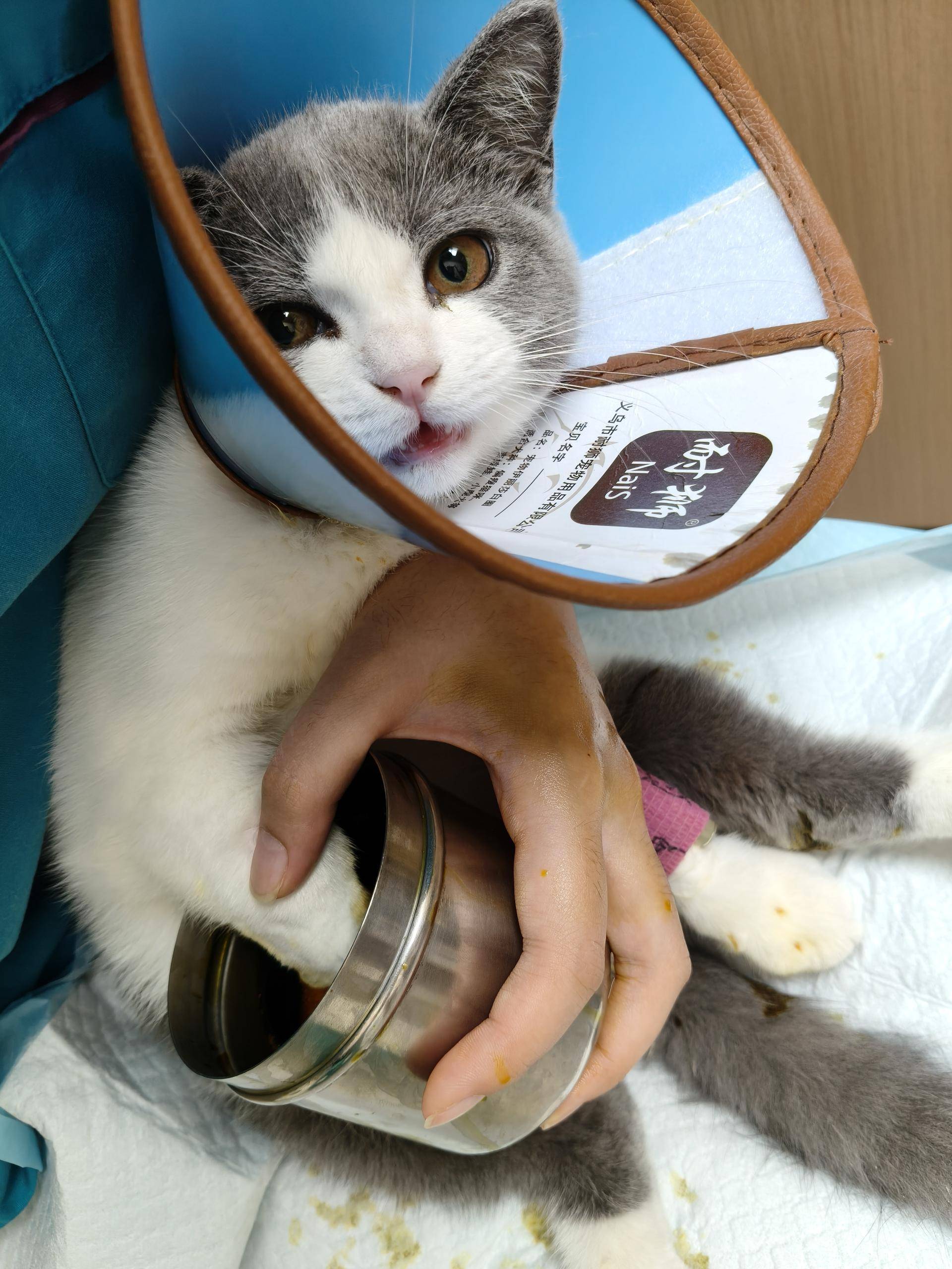 业猫科服务多项业务齐全守护猫咪健康生活开元ky棋牌重庆宠物医疗优选瑞派名望专