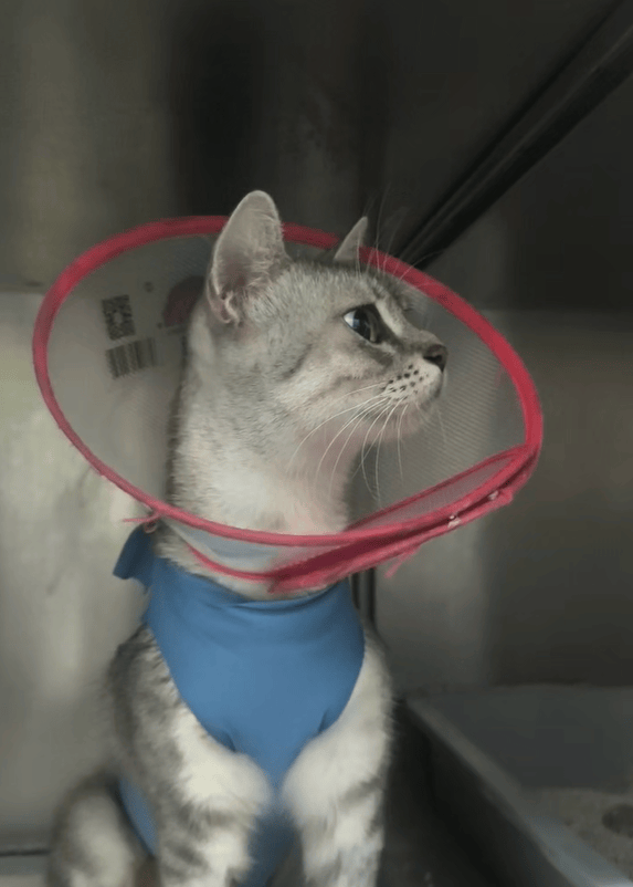 业猫科服务多项业务齐全守护猫咪健康生活开元ky棋牌重庆宠物医疗优选瑞派名望专(图2) 业猫科服务多项业务齐全守护猫咪健康生活开元ky棋牌重庆宠物医疗优选瑞派名望专(图2)