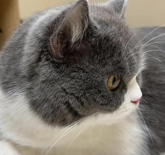 养久”了不能送人原因很真实！开元ky棋牌老人说：猫咪“(图1)