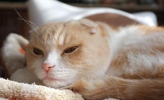 养久”了不能送人原因很真实！开元ky棋牌老人说：猫咪“(图3)
