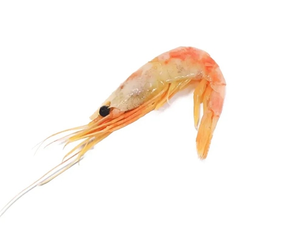 吃北极甜虾 少见南极磷虾开元棋牌网站为何